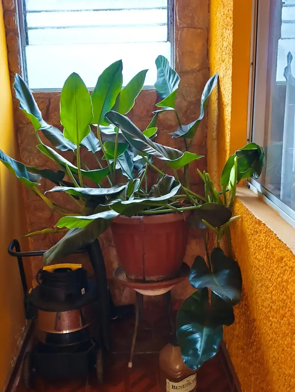 Rincón con plantas junto a una ventana